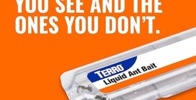 TERRO Ant Killer Bait Stations T300B