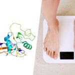 2 los cientificos han hallado en una proteina la llave de la obesidad ratones que no engordan aunque consuman una dieta grasa file