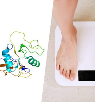 2 los cientificos han hallado en una proteina la llave de la obesidad ratones que no engordan aunque consuman una dieta grasa file