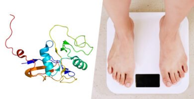 2 los cientificos han hallado en una proteina la llave de la obesidad ratones que no engordan aunque consuman una dieta grasa file