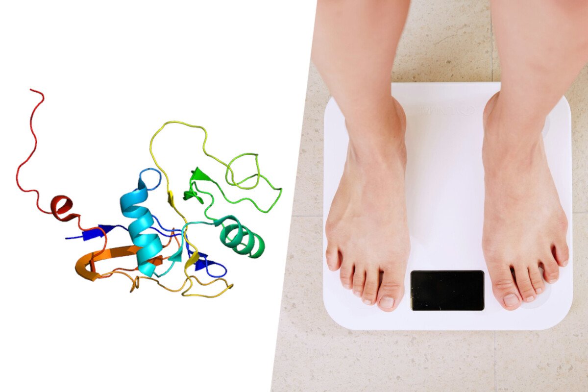 2 los cientificos han hallado en una proteina la llave de la obesidad ratones que no engordan aunque consuman una dieta grasa file